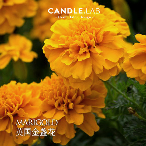 英国金盏花diy香薰蜡烛石膏精油