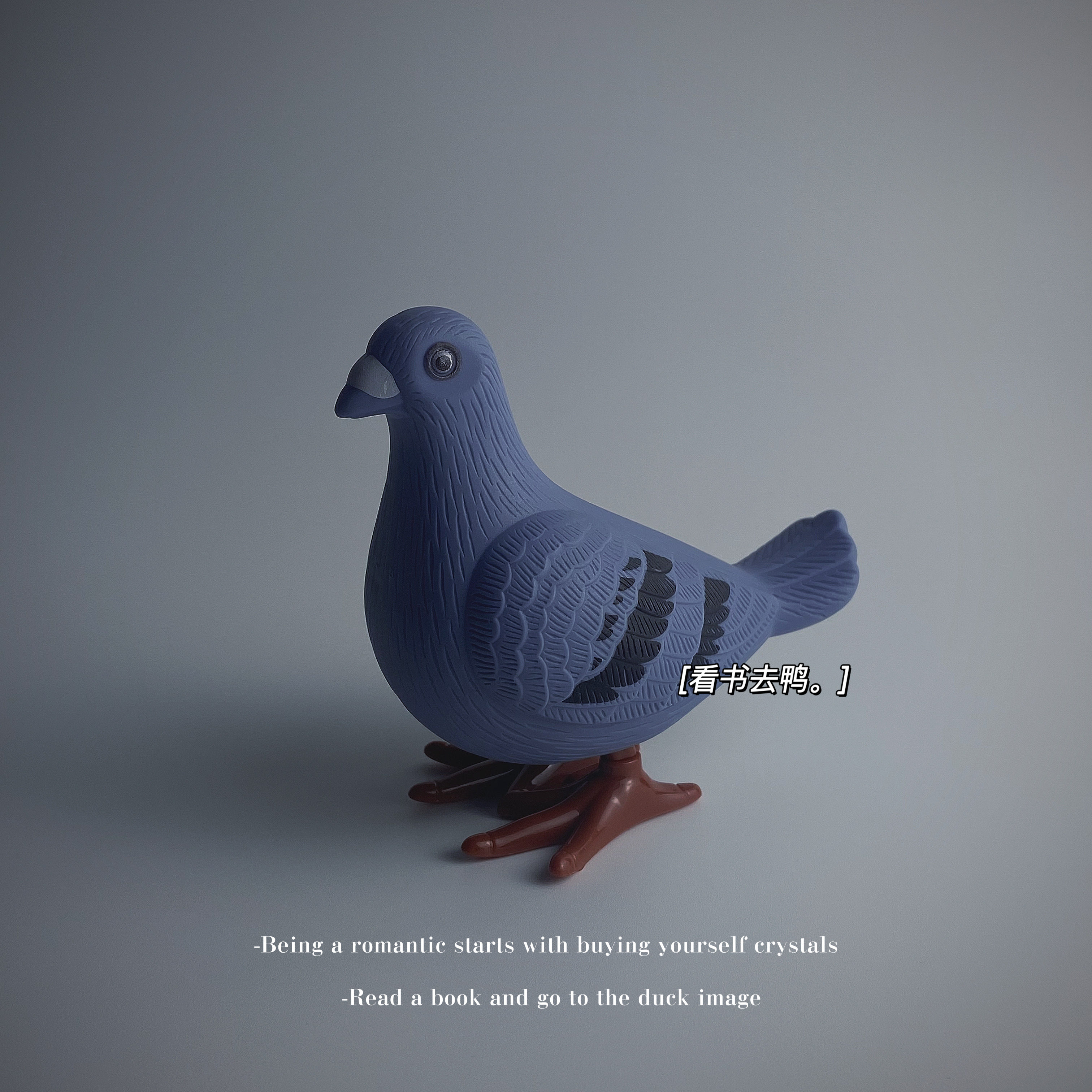 无聊了蹦跶一下小鸽子