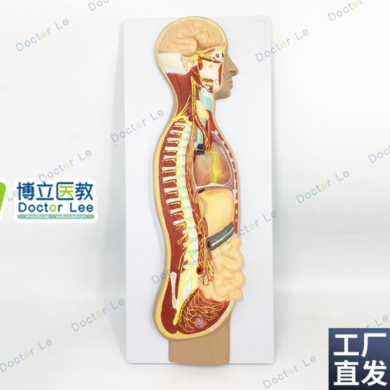 人体医学交e感神经系统模型自主神经系统植物性神经解剖