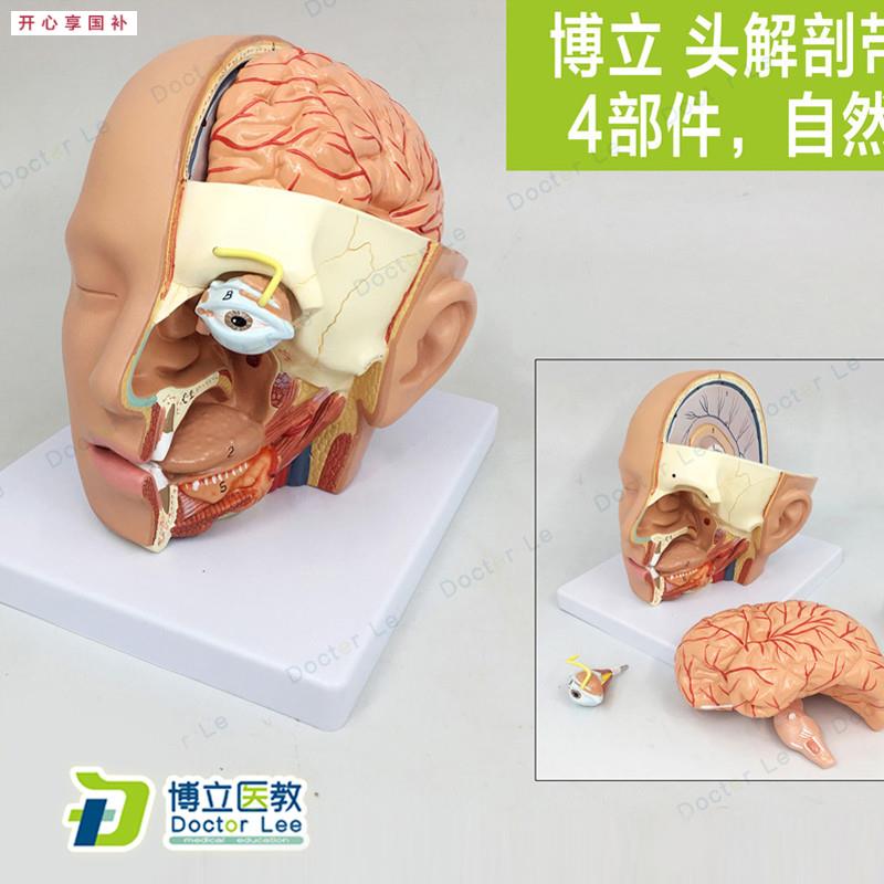 出口型人体头部解剖模型头U带脑模型耳鼻喉模型口腔模型