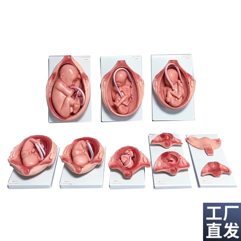 胎儿妊娠发育过程模型胎s儿生长发育整套模型妊娠怀孕十月分娩教