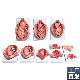 胎儿妊娠发育过程模型胎s儿生长发育整套模型妊娠怀孕十月分娩教