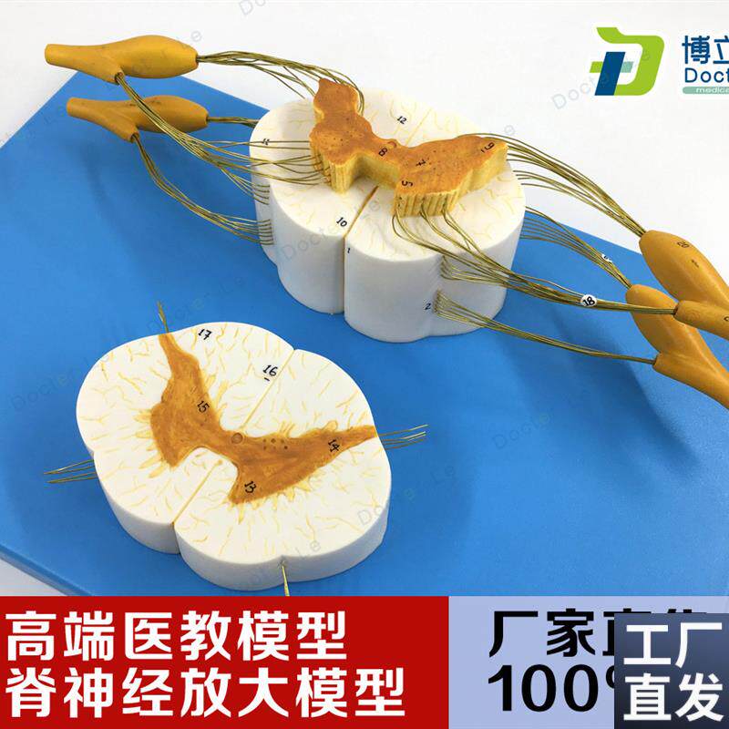 医学脊髓脊神经j脊放大神经分支模型周围神经系统脊柱麻醉解剖教