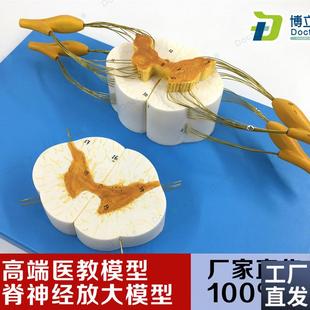 医学脊髓脊神经j脊放大神经分支模型周围神经系统脊柱麻醉解剖教