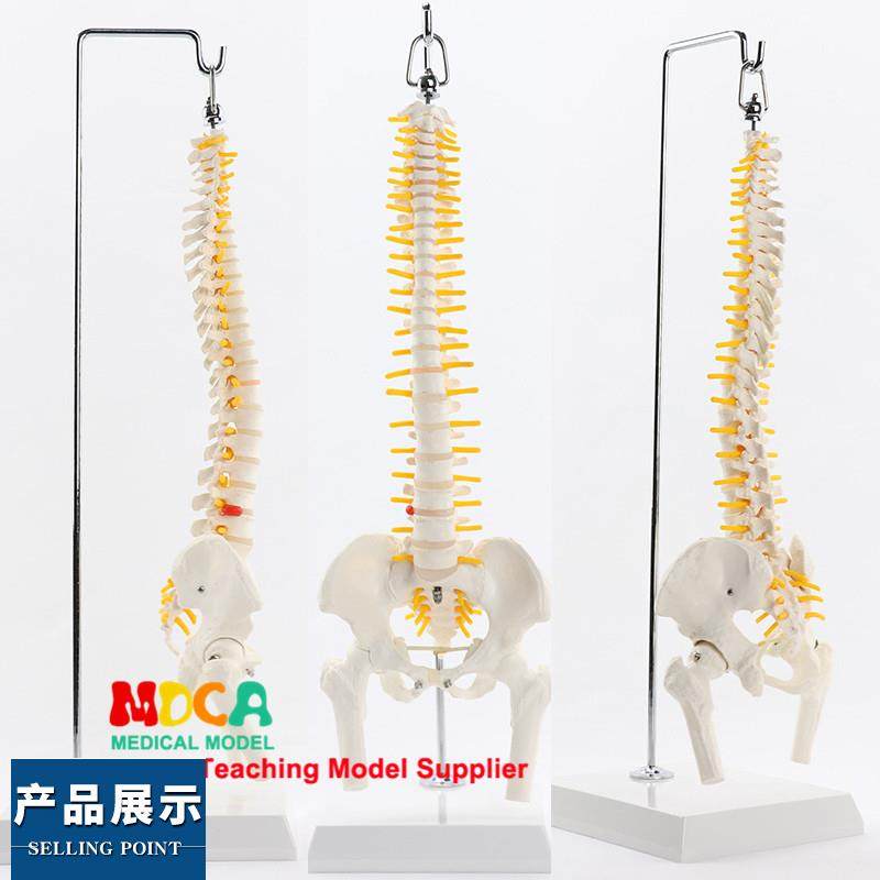 人体脊椎模型带盆骨股骨尾骨脊柱骨骼腰椎颈椎正骨医用教学用具,玩具/童车/益智/积木/模型,其他模型玩具,淘宝优惠券,粉丝福利购,淘宝优惠卷