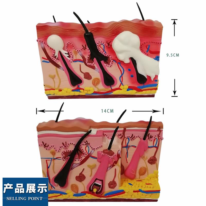 狗皮肤模型犬科宠物动物耳朵解剖兽医教学教仪优惠教学医院专用