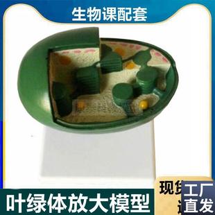 叶绿体放大模型植物细胞器t中生物课教学用光合作用叶绿素教学仪