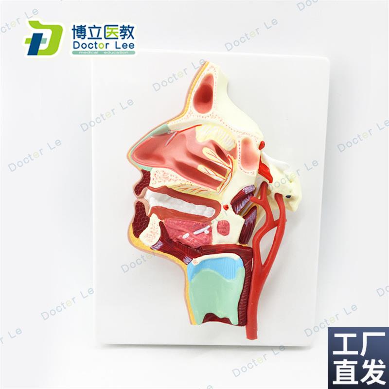 医用口鼻咽喉内侧面血管神经模O型头面部鼻腔模型