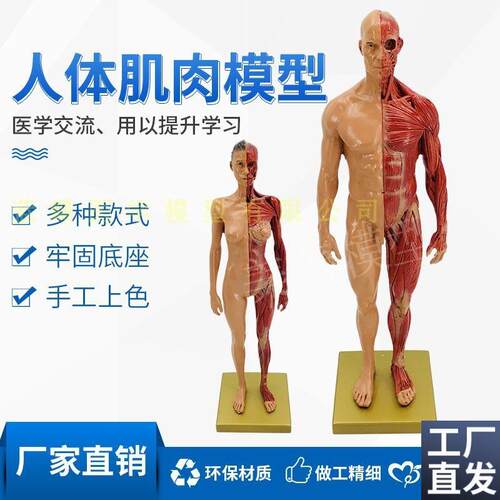 CG参考医学头雕绘画头骨模型半身像艺用人体肌肉骨骼Y解剖结构美
