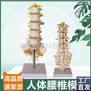 1比1腰b椎模型骶骨带坐骨神经马尾正骨康复功能教学推拿人体脊柱