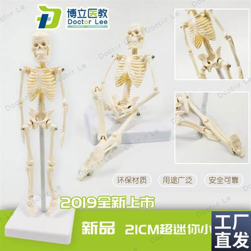 21cm人体骨骼模型骨架人体模型成人小骷髅教学模Z型脊椎全身