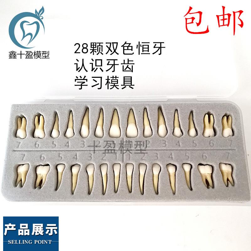 牙科材料28颗双色恒牙有牙根离体牙模型成人全口标准牙齿模型7021