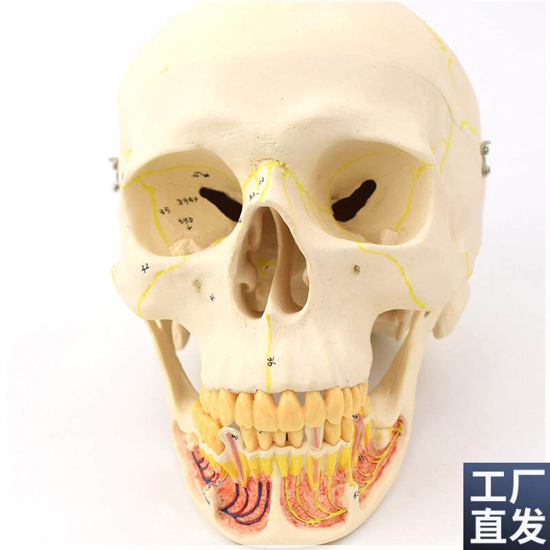 ENOVO颐诺成人头骨模型下颌骨颌C面外科解剖仿真头颅骨口腔科头骨