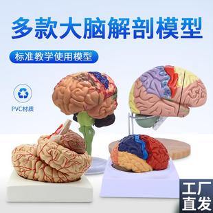 脑模型脑功能区j域色分模型人体大脑解剖模型人脑动脉构造脑神经