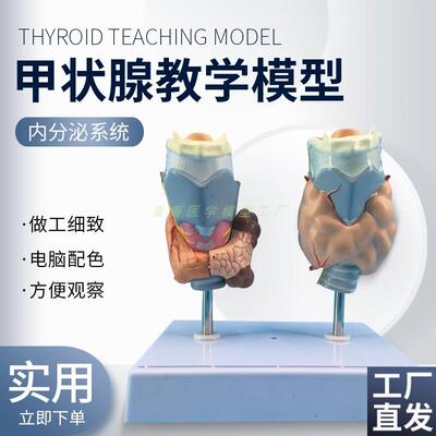 病理甲状腺模型喉头解剖模z型甲状腺留甲状线囊中甲状线病