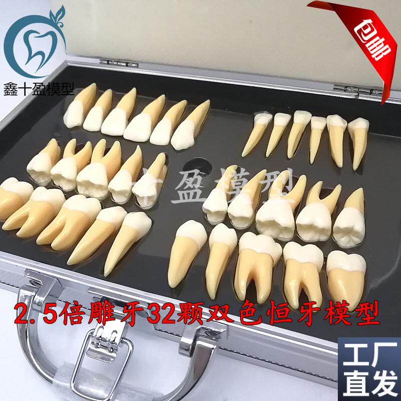 牙科口腔教学2.j5倍双色恒牙立体离体模型医患沟通32颗雕牙M7026