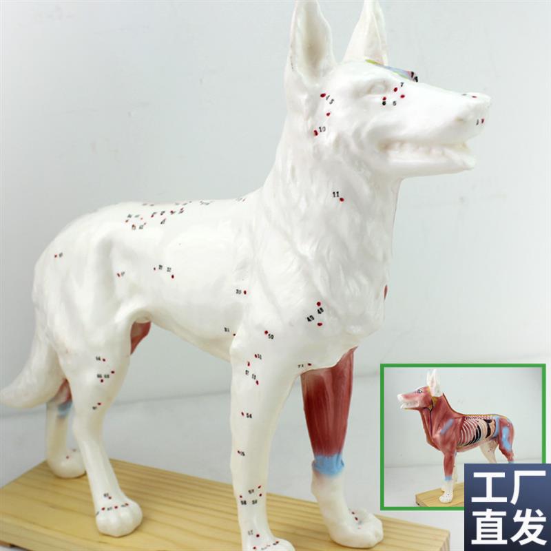颐诺正品c狗针灸模型动物解剖模型宠物模型犬针灸腧穴模型