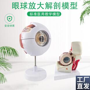 眼球与眼眶放大模型眼球t模型眼睛解剖模型视觉系统视神经分布