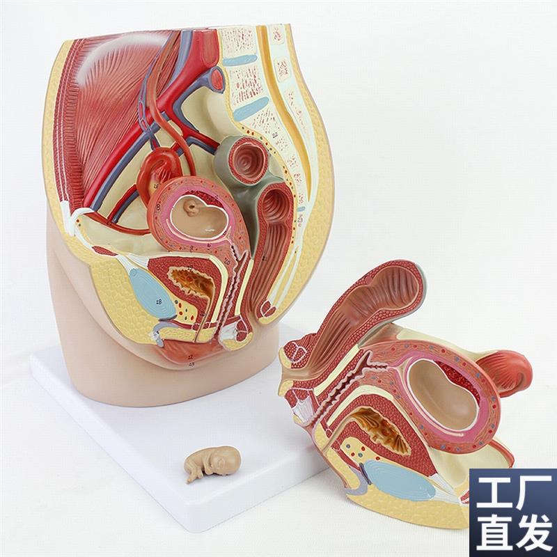 ENOVO颐诺女性盆腔解剖v模型生殖泌尿子宫胚胎儿妇产科医学用教学