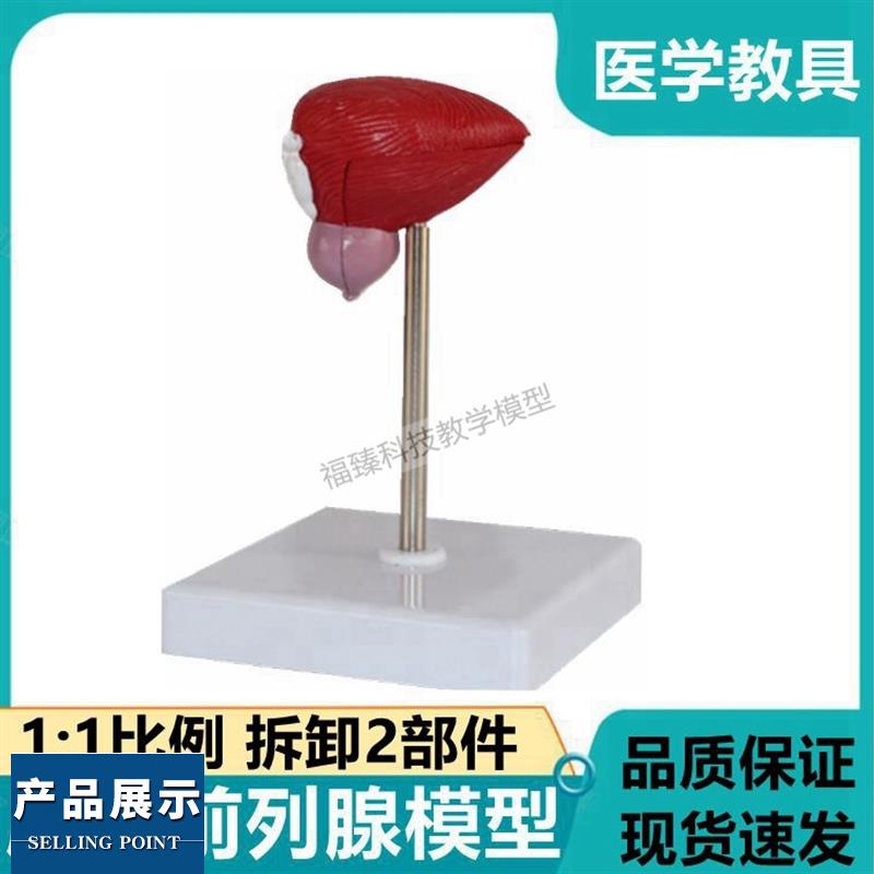 膀胱模型前列腺输精管尿道男科医患沟通病理增大肥狭窄老年医药礼