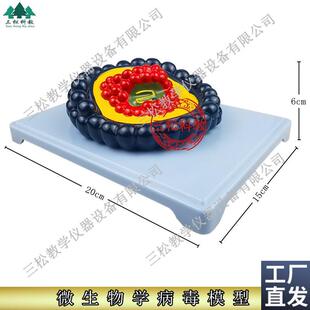 微生物学病毒模型冠状病毒初中生物教具P小学科学教学仪器