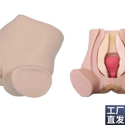 诊断性刮宫监测考核指t导模型诊断性刮宫妇科检查仿真模型