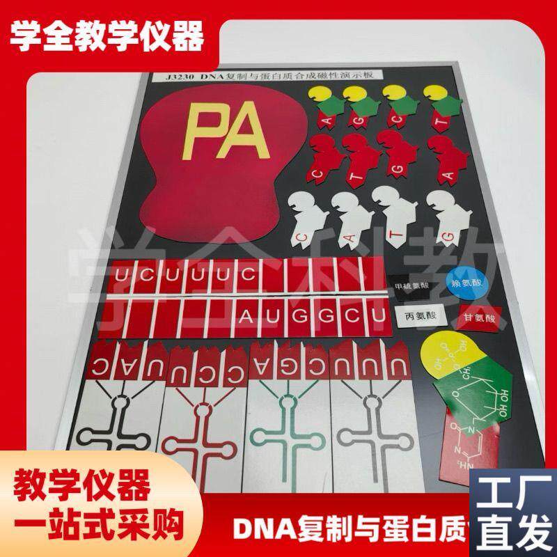 DNA复制与蛋白质合成磁性演示块J3230磁板O生物实验器材教学仪器