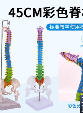 45CM彩色人体脊椎模型带骨盆股骨F尾骨脊柱正骨脊椎模型颈椎腰椎