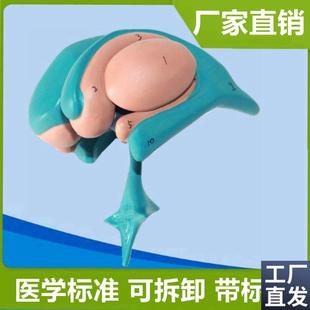 基底核模型神经节大脑中枢自主运动间脑丘脑脑血管脑干.小脑可拼