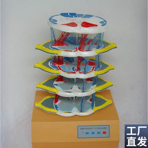脊髓的内部结构和上下行纤X维电动模型