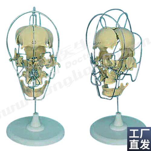 成人分离头颅骨模型A11V116/1