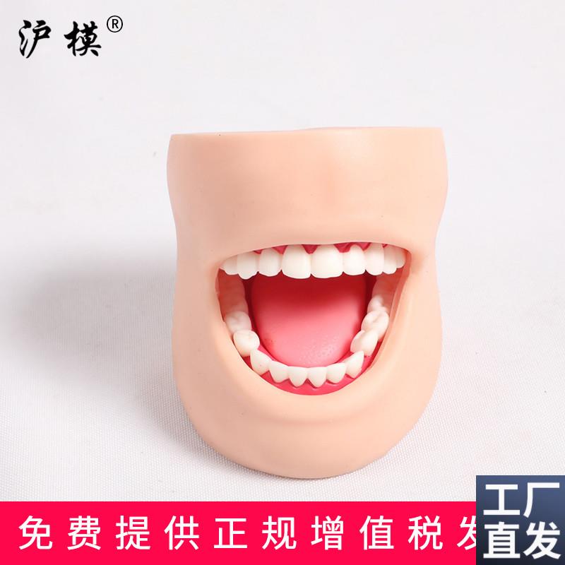 沪模HM/K4牙护理带脸颊模型w正常大小牙护理保健口腔护理清洁牙齿