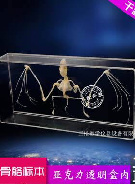 蝙蝠骨骼标本脊椎动物骨骼标本A教学收藏中小学幼教配套生物科普