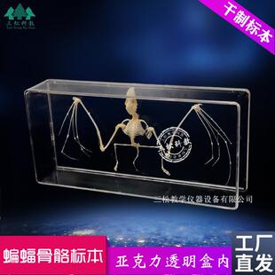 蝙蝠骨骼标本脊椎动物骨骼标本A教学收藏中小学幼教配套生物科普