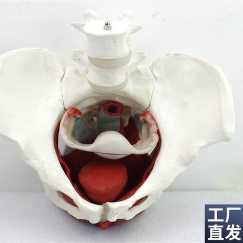 ENOVO颐诺女性骨盆盆底肌群A模型生殖器官韧带女盆腔附件结构膀