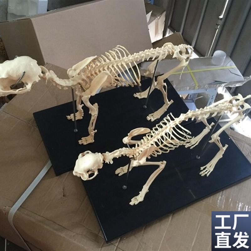 骨科器械狗骨骼标本p模型宠物动物狗猫犬教学骨架骨头骨骼模型