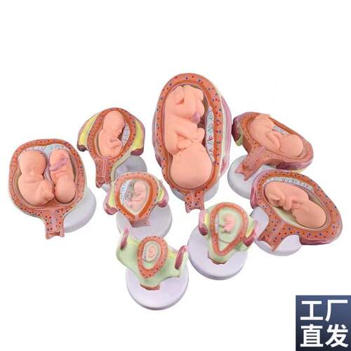 胎儿(胚胎)f妊娠发育过程模型子宫脐带胎盘卵巢解剖教学模具8部件