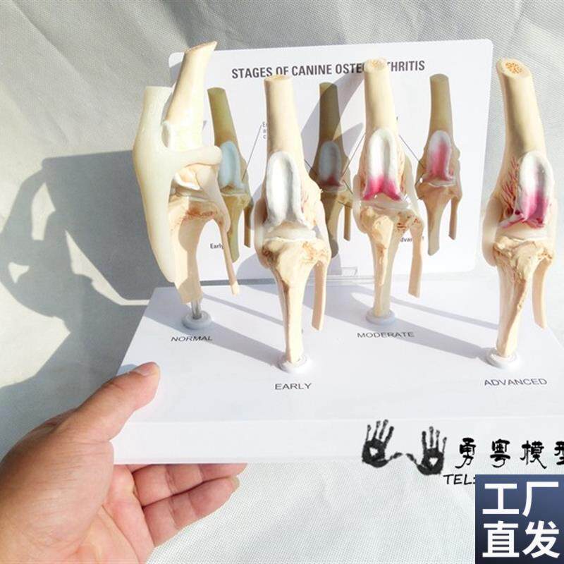 狗骨膝关节演示模型狗关节犬关节健康M关节宠物关节教学模型