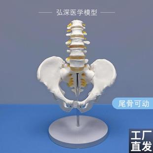 骨盆带五节腰椎i模型人体关节盆骨骼神经髋骨骶骨可活动医学教学