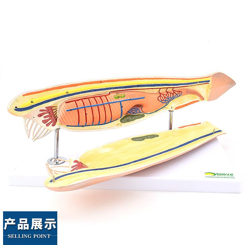 ENOVO颐诺文昌鱼模型蛞蝓鱼脊索动物文昌鱼O纲文昌鱼目脊索动物门