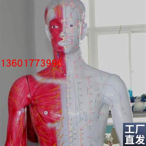 光电感应多媒体人m体针灸穴位发光模型多媒体人体针灸穴位发光