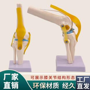 人体膝关节功能模型半月板交叉韧带活动膝盖骨髌V骨教学骨骼模型
