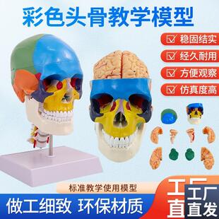 仿真头骨a标本带脊椎颅头骨模型骷髅功能分区彩色头颅着色附颈椎