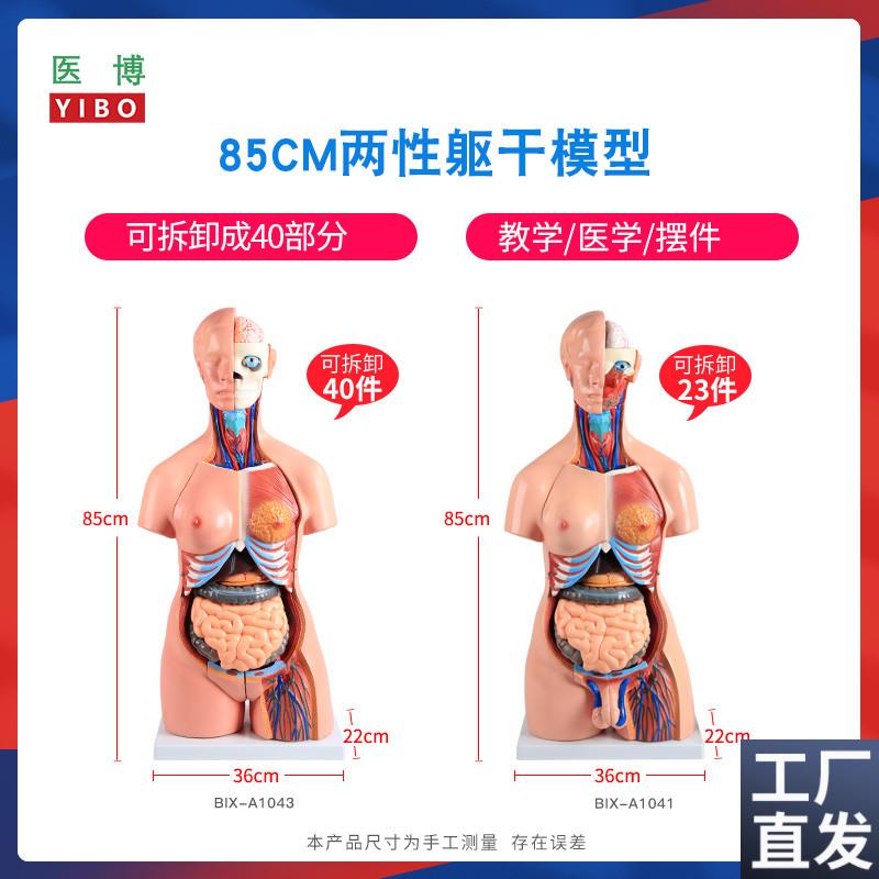 85CM两性躯干f解刨模型可拆卸40件男女性躯干及内脏器官拆卸模型