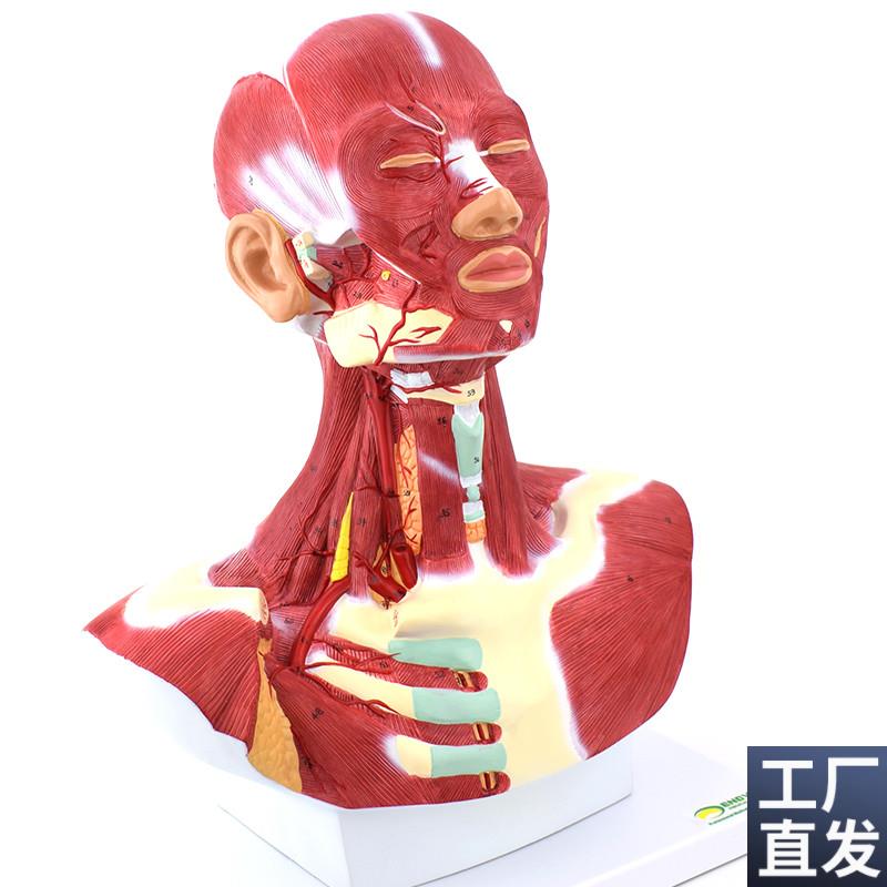 ENOVaO颐诺人体头面部肌肉解剖头颈胸模型艺用面部肌肉美术微整头