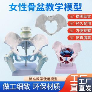 可活动女性骨盆标本模型髂骨坐骨耻骨产后康复盆底肌教.学演示模