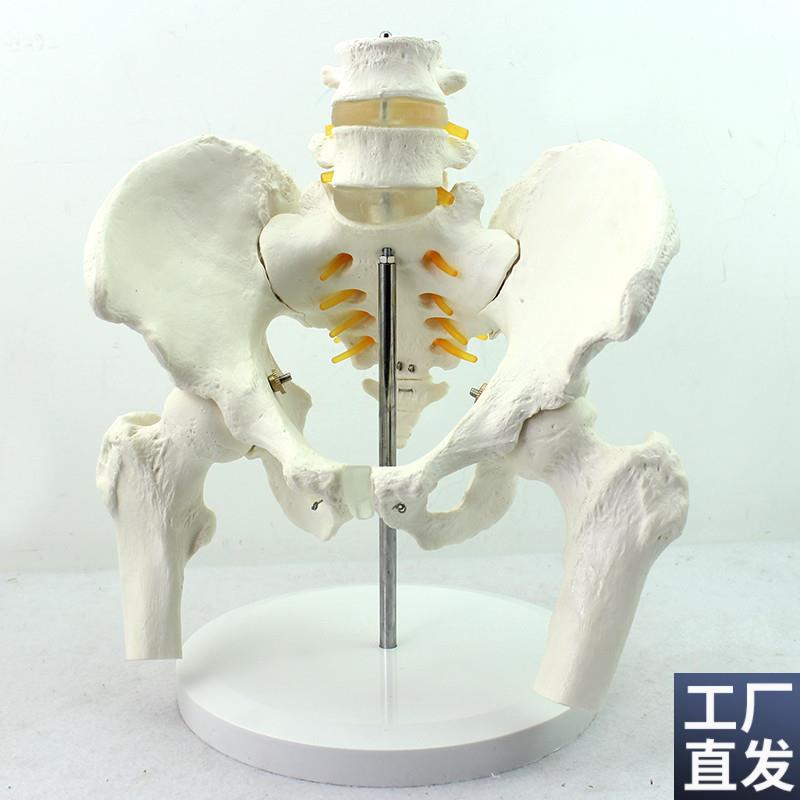 ENOVO正品男性骨盆模型附f两节腰椎髋骨M骶骨尾骨人体骨骼模型骨