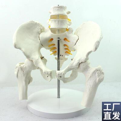 ENOVO正品男性骨盆模型附f两节腰椎髋骨M骶骨尾骨人体骨骼模型骨