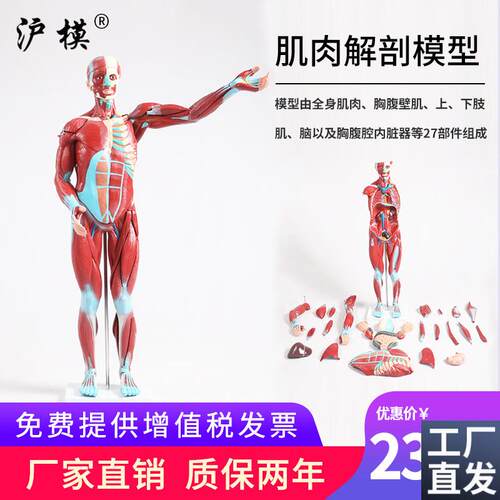 沪模人体肌肉解剖模型内脏器官解A剖模型人体全身肌肉组织解剖模
