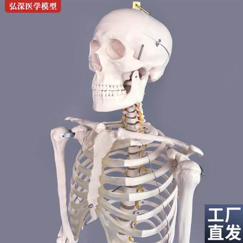 人体全身骨骼模型180cm大骨架结E构脊柱脊椎骷髅头医学教学具模具